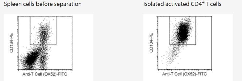 After overnight stimulation of rat spleen cells with PMA/Ionomycin and IL-4, activated T helper cells were isolated using CD134 MicroBeads, a MiniMACS Separator, and an MS Column.